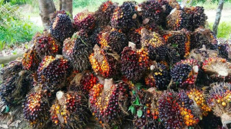 Harga Sawit di Jambi Rata-Rata Rp.2.000,- per Kilogram